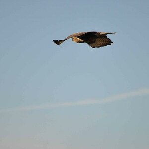 image005