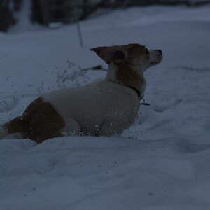 Lucy unser "Hot-Dog" in Äktschn...:-)

Einst sah er so aus:
http://www.fotocommunity.de/pc/pc/mypics/1140452/pos/200/display/14065841
