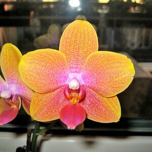 Orchideen 09