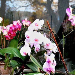 orchideen 3a