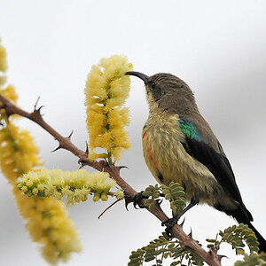 Elfennektarvogel (junges Männchen)
im Kambi Ya Tembo
0253
