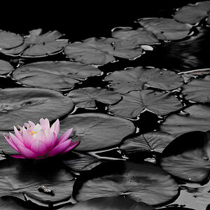 Seerose ck