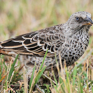Rotschwanzweber
(Rufous-tailed Weaver)
am Flughafen in der Seronera, Serengeti
2128