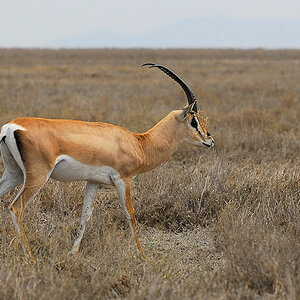 Grantgazelle mit Kopfschmuck
auf der Langgrassavanne zwischen
Naabi Hill und Seronera in der Serengeti