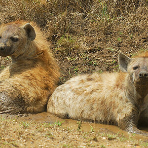 Tüpfelhyänen lieben Schlammbäder
zwischen Naabi Hill und Seronera in der Serengeti
0930