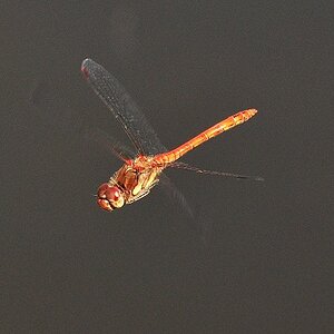 Libelle bearbeitet