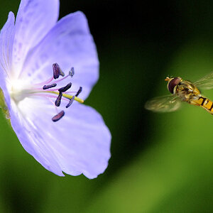 Schwebfliege 1