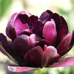 Blüte und Blütenstaub