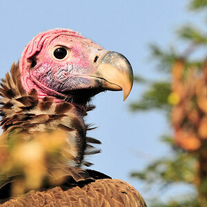 Ohrengeier in der Nordserengeti
Lappet-faced vulture
2400