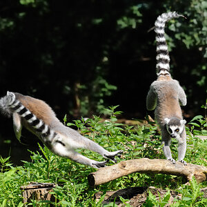 Katta (Maki)
Tierpark Berlin Friedrichsfelde