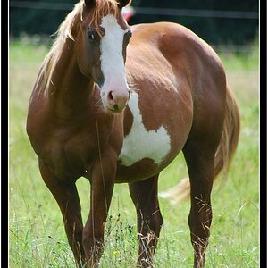 DSC 0146 Herde H 23 m Rand a
