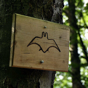 myotis myotis