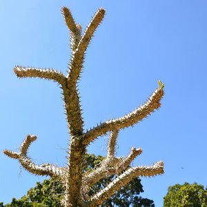 Rio de Janeiro, der botanische Garten im September.