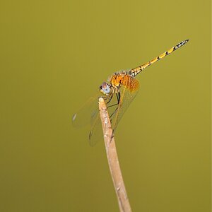 DSC 1327