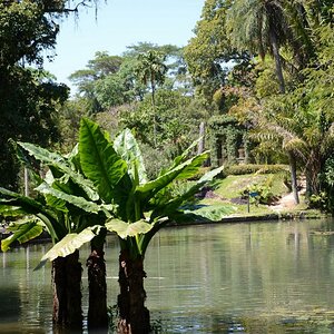 Rio de Janeiro, Jardim Botanico