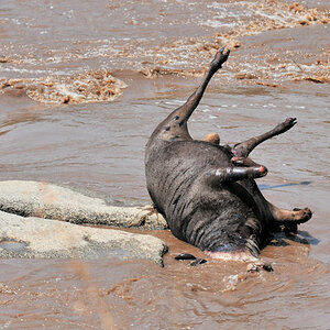 Dieses Gnu hat es nicht ans andere Ufer geschafft.
Mara River, Serengeti
0782