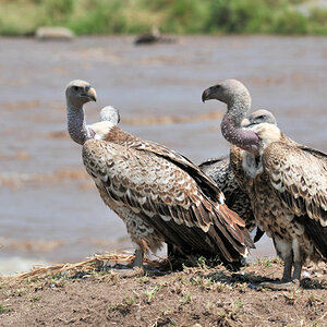 Sperbergeier
Rüppel's Griffon Vulture
am Mara River in der Serengeti
0761