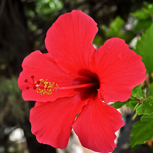 Blüte