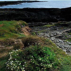 X 0032 Irland 2011 Hook Head with flowers