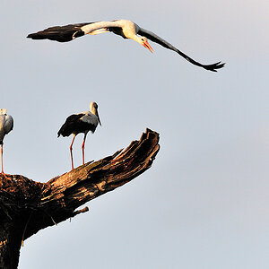 3störche