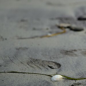 X 0106 Irland 2011 sea shell