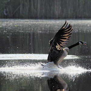 Touchdown 2
