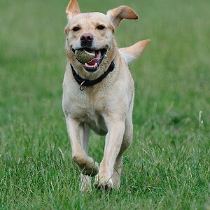 Hundi 1