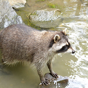 Waschbär
