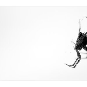 SpinneDSC 0093