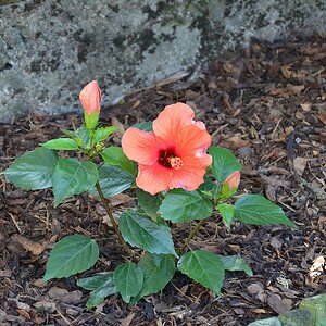 Hibiskus