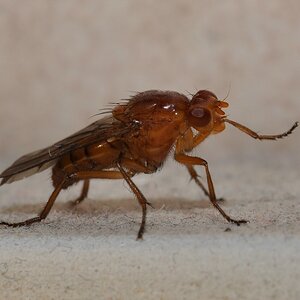 DSC 5555 mic40 k

Kamera-Modell: NIKON D90
Brennweite: 40.0mm (KB-Format entsprechend: 60mm)
Blende: f/20.0
Belichtungszeit: 0.017s (1/60)
ISO: 200