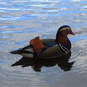 enten nff