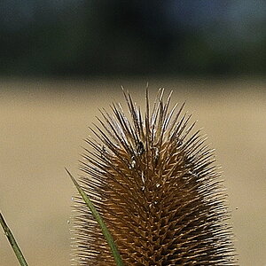 NFF Test Upload4
