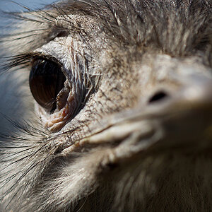 Nandu