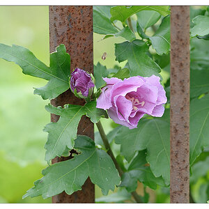 Blume am Tor