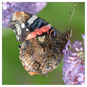 schmetterling im Flieder 2
