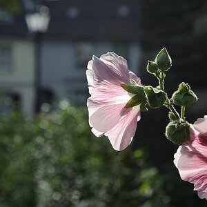 20110917 0049 [NIKON D3] 42 mm,1 1250 Sek. bei ƒ   5,0