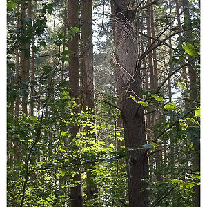 spinne im wald