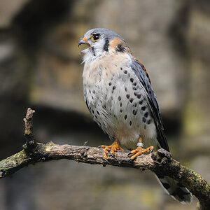 Buntfalke
Zoo Berlin