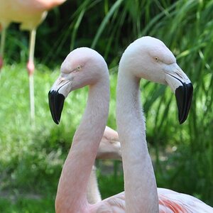 Flamingos