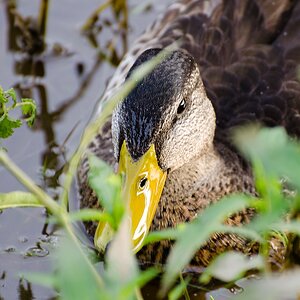 20110803 4790 [NIKON D5100] 300 mm,1 60 Sek. bei ƒ   7,1 Bearbeitet