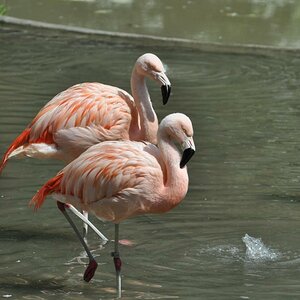 Flamingos