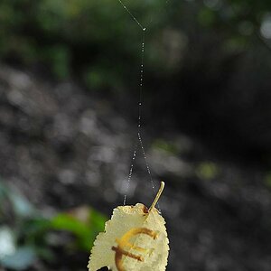 Blatt1