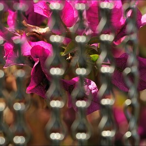 Kettenblüte