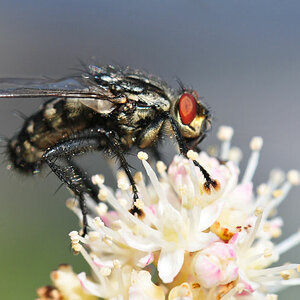 fliege2