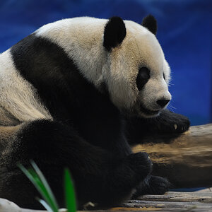 Panda
Taipei Zoo
