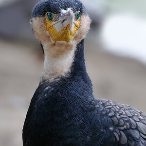 comp DSC 53324