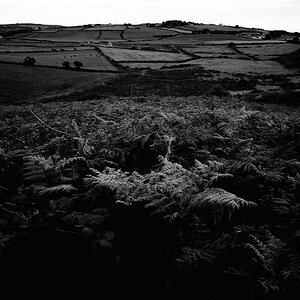 X 0058 Irland 2011 ferns near Dromberg