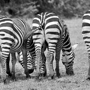 Zebraärsche 
Lake Manyara NP
9869 sw