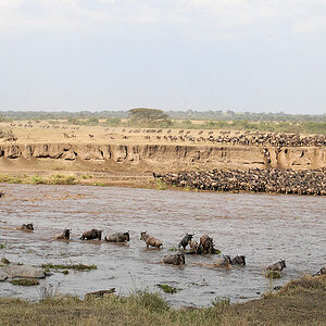 River-crossing
Gnus durchqueren den Mara-River in der Serengeti
1158